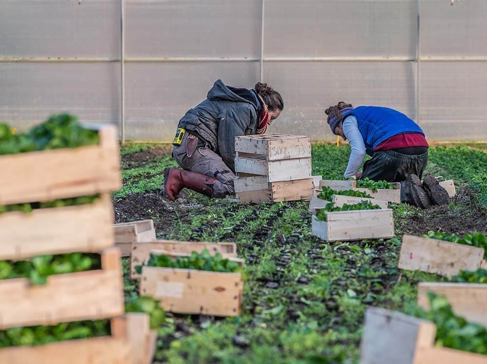 Recolte chez un producteur Tomato & Co